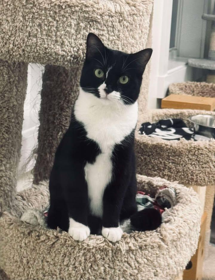 Jessie, Adoptable, Adult Female Domestic Short Hair.