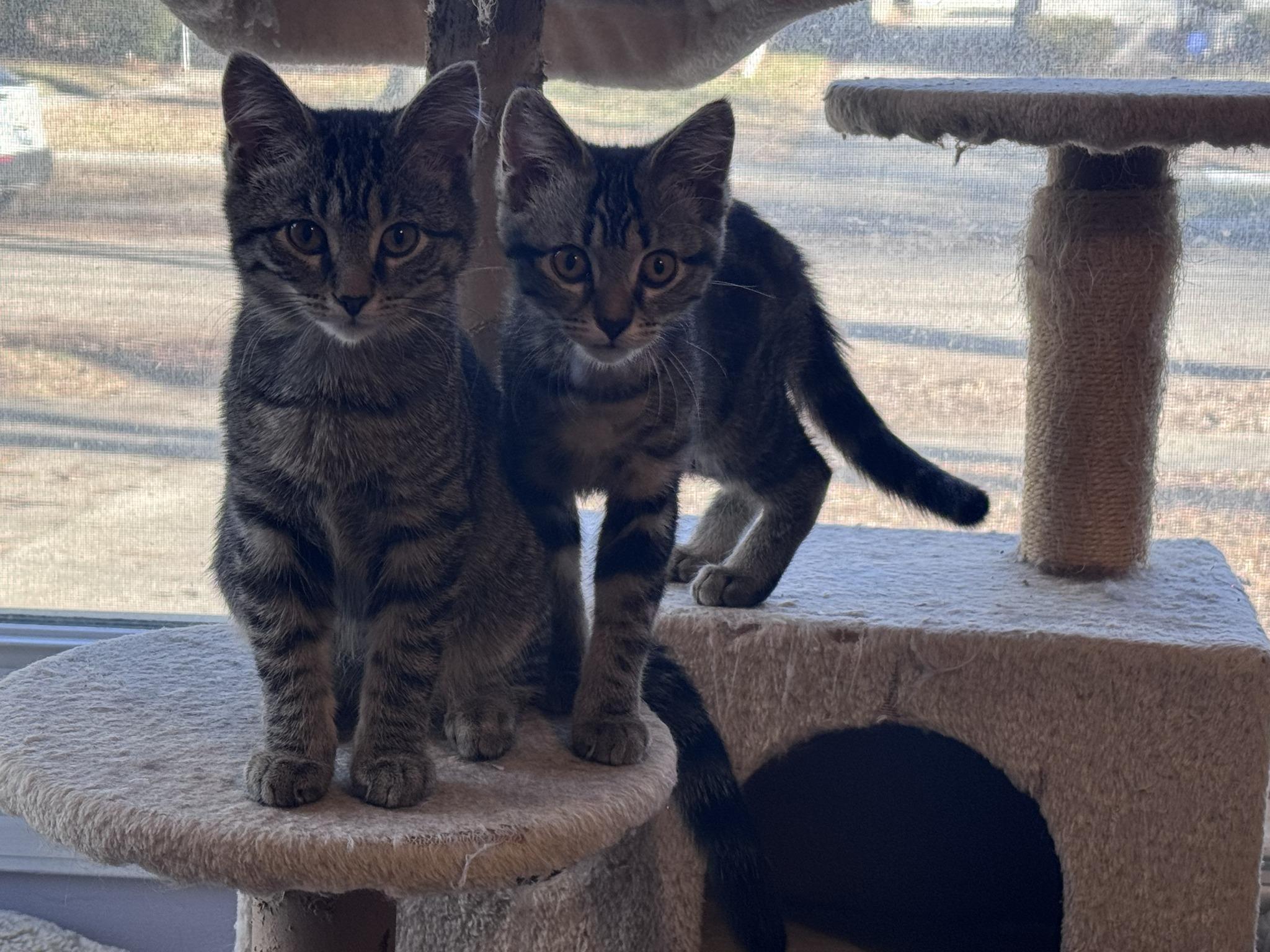 Enlarge Sassafras & Houdini (Bonded Pair), an adopted Domestic Short Hair in Sterling Heights, MI image 1/1