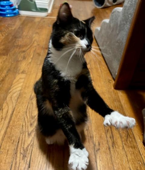 Iris, a Adoptable Calico in Albany, NY image 2/6