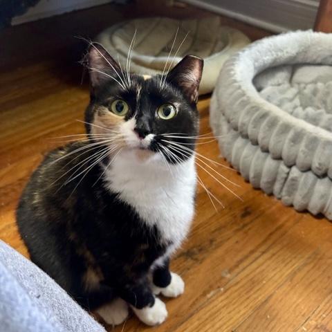 Iris, a Adoptable Calico in Albany, NY image 3/6