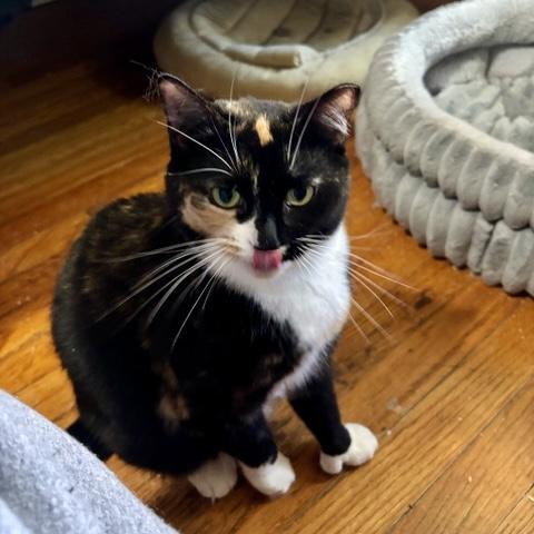 Iris, a Adoptable Calico in Albany, NY image 4/6