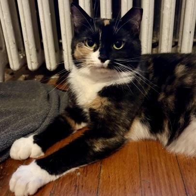 Iris, a Adoptable Calico in Albany, NY image 5/6