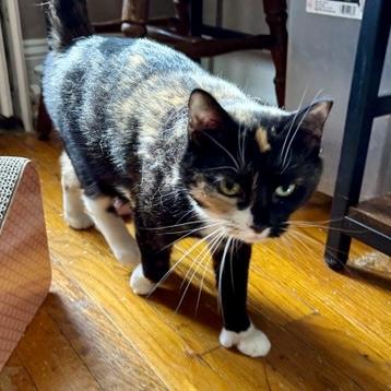 Iris, a Adoptable Calico in Albany, NY image 6/6