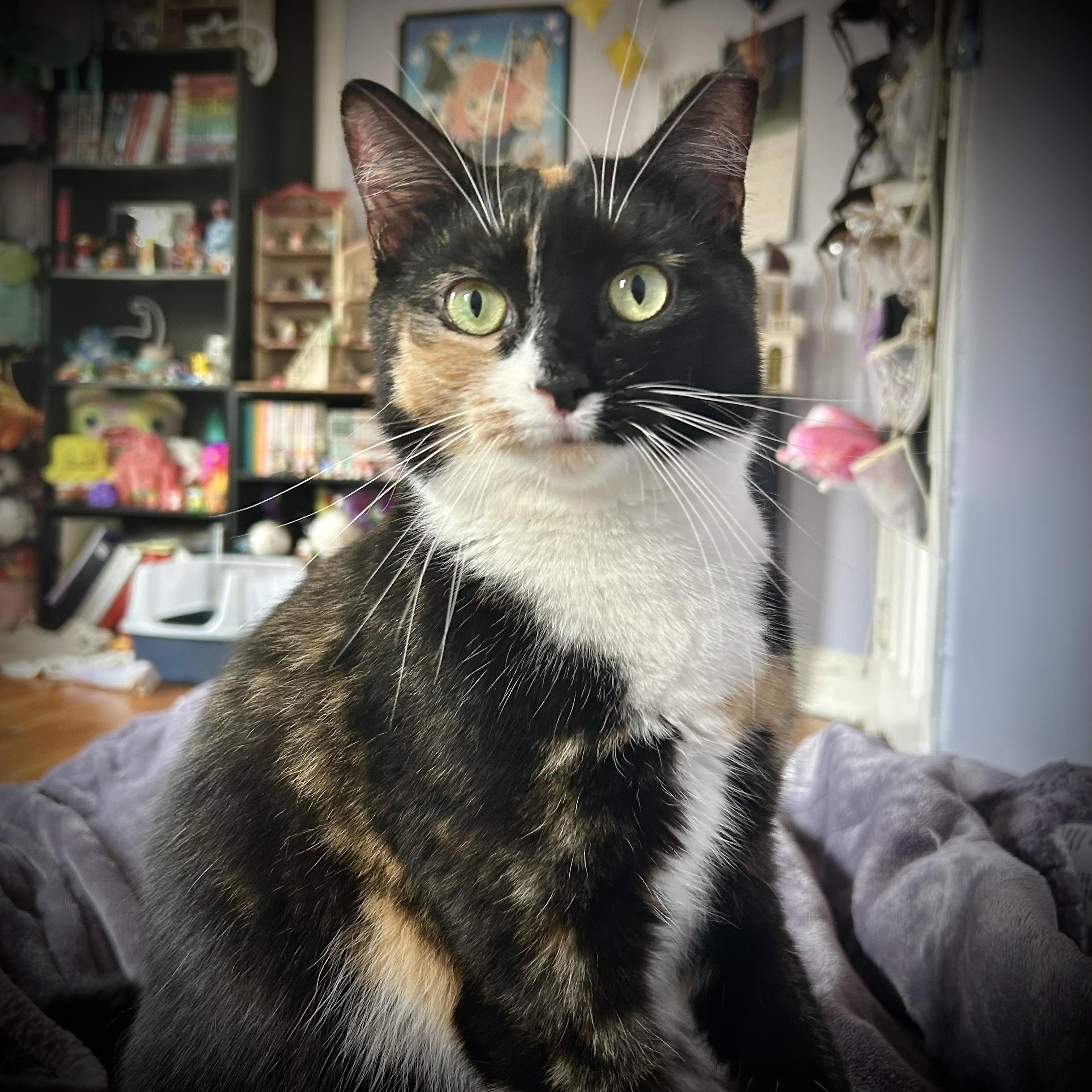 Iris, Adoptable, Adult Female Calico.