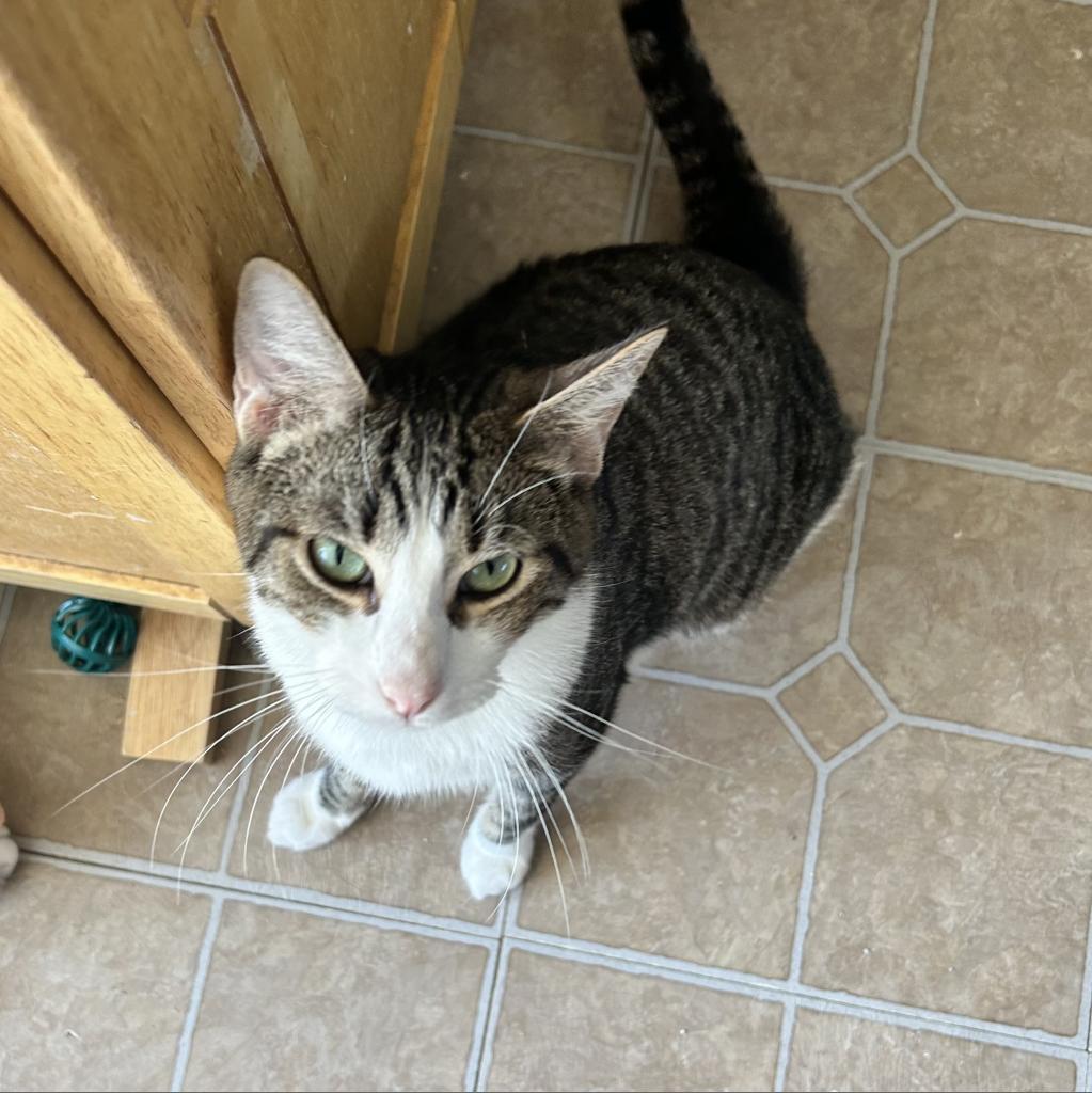 Pepper, Adoptable, Adult Male Domestic Short Hair.