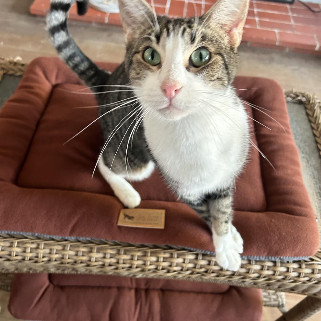 Pepper, a Adoptable Domestic Short Hair in Dallas, TX image 3/4