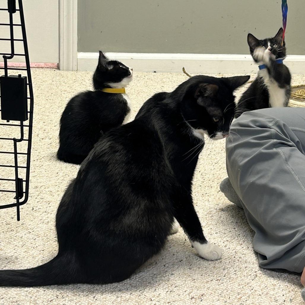 Marion, Adoptable, Adult Female American Shorthair & Domestic Short Hair.