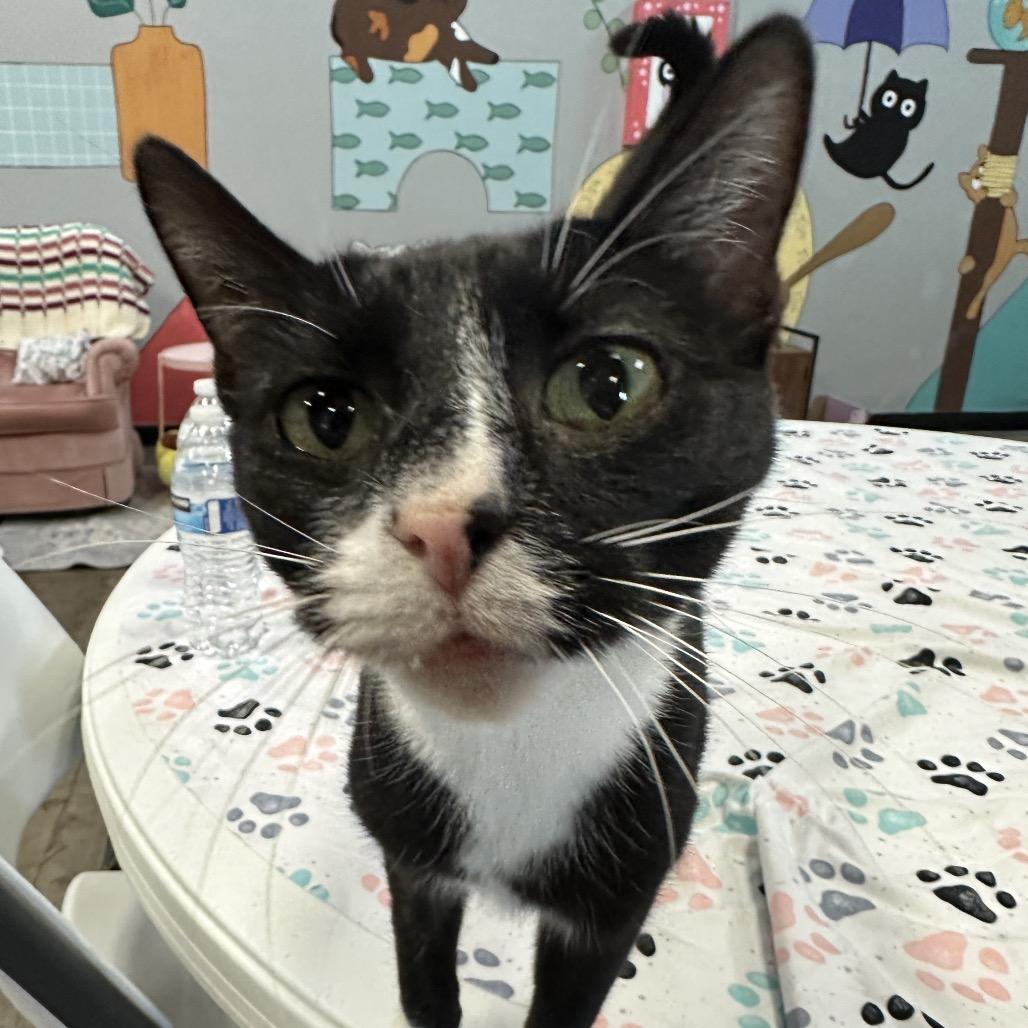 Enlarge Marion, a Adoptable mixed breed in Shawnee, KS image 4/6