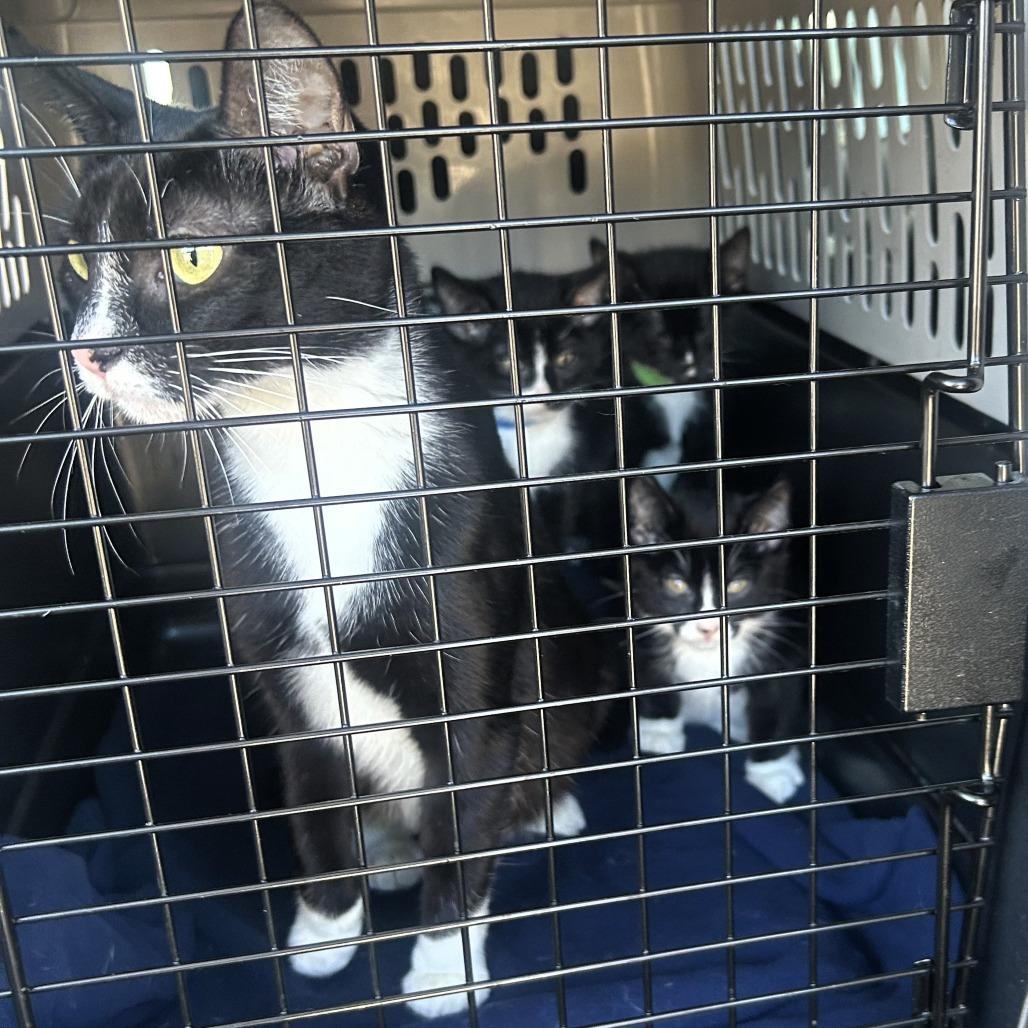 Enlarge Marion, a Adoptable mixed breed in Shawnee, KS image 5/6