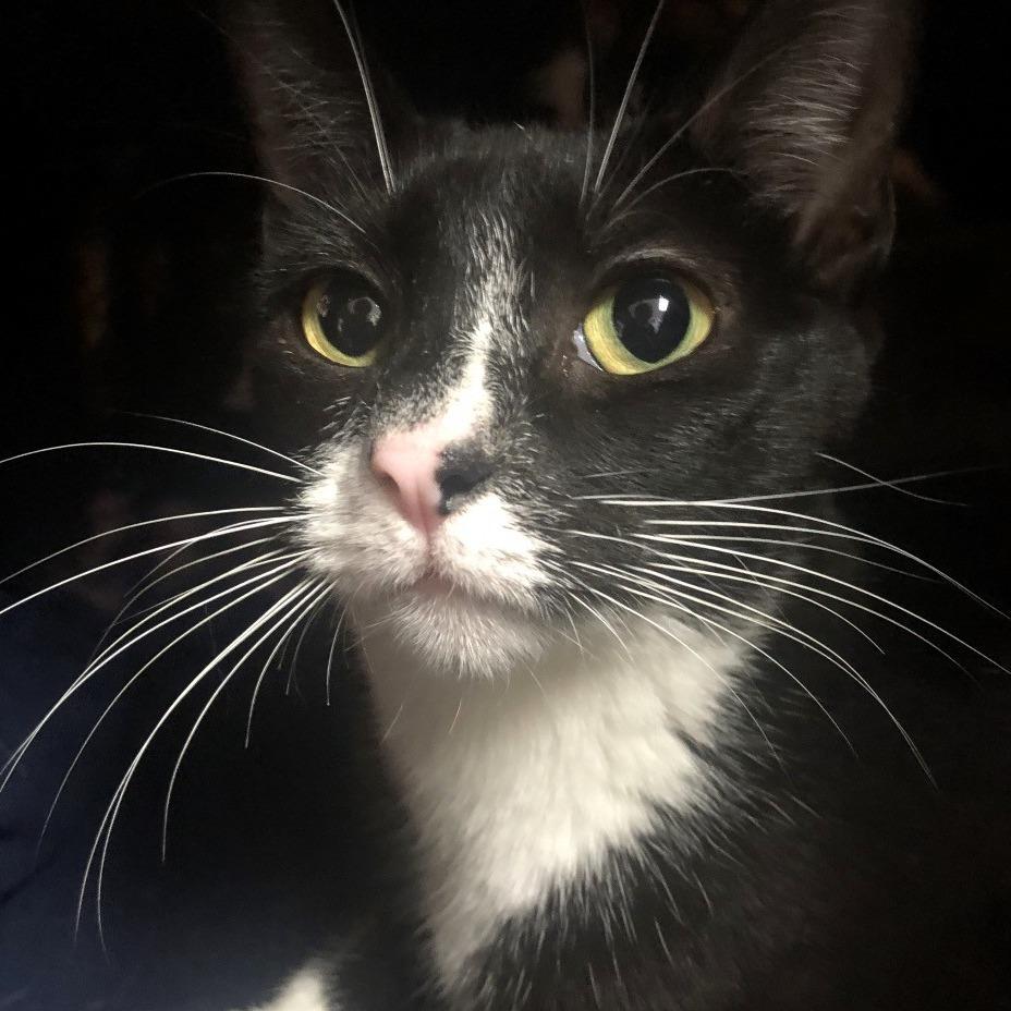 Enlarge Marion, a Adoptable mixed breed in Shawnee, KS image 6/6