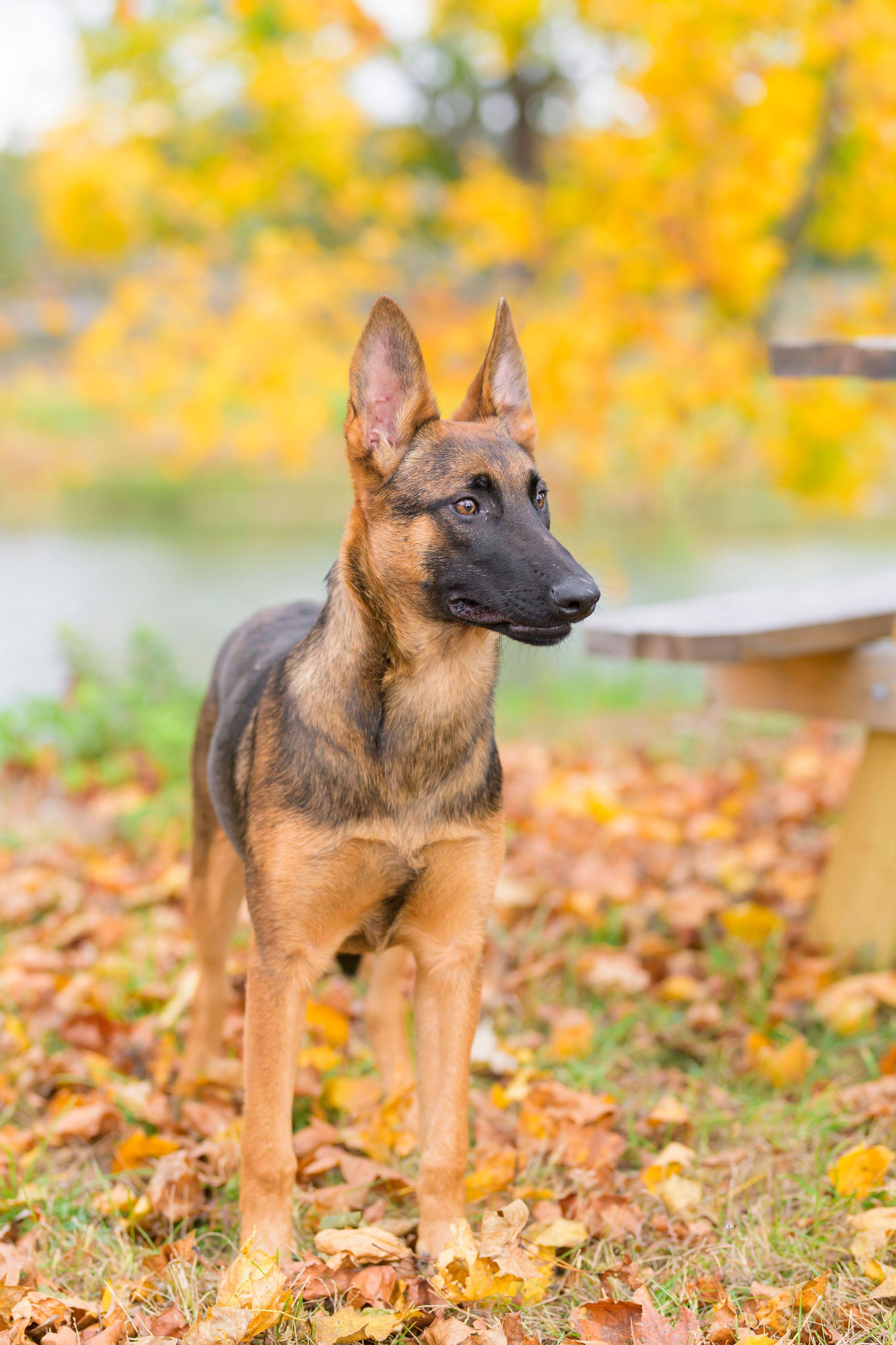 Mariner, a Adoptable Belgian Shepherd / Malinois in Ewing, NJ image 3/4