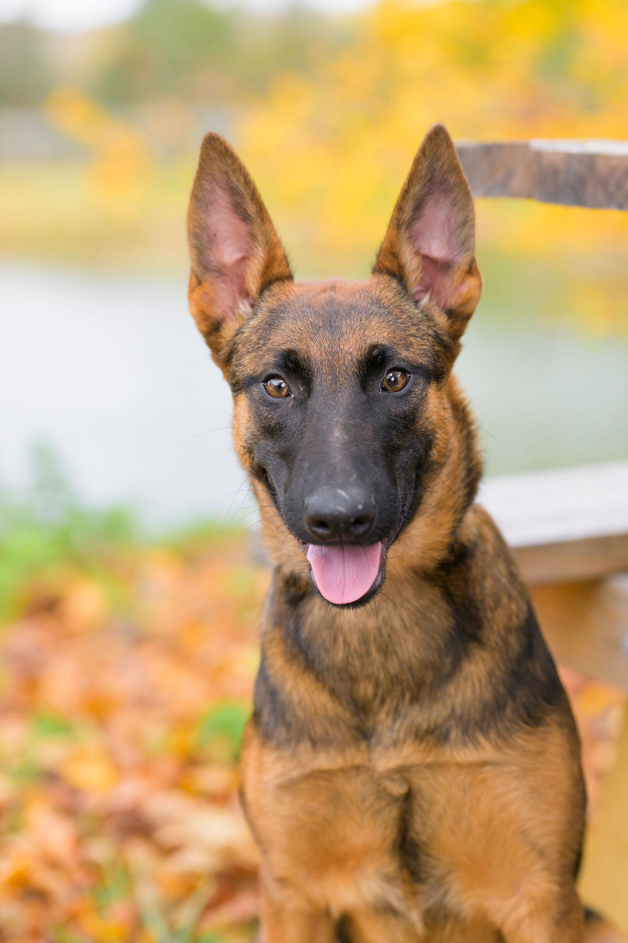 Mariner, a Adoptable Belgian Shepherd / Malinois in Ewing, NJ image 1/4