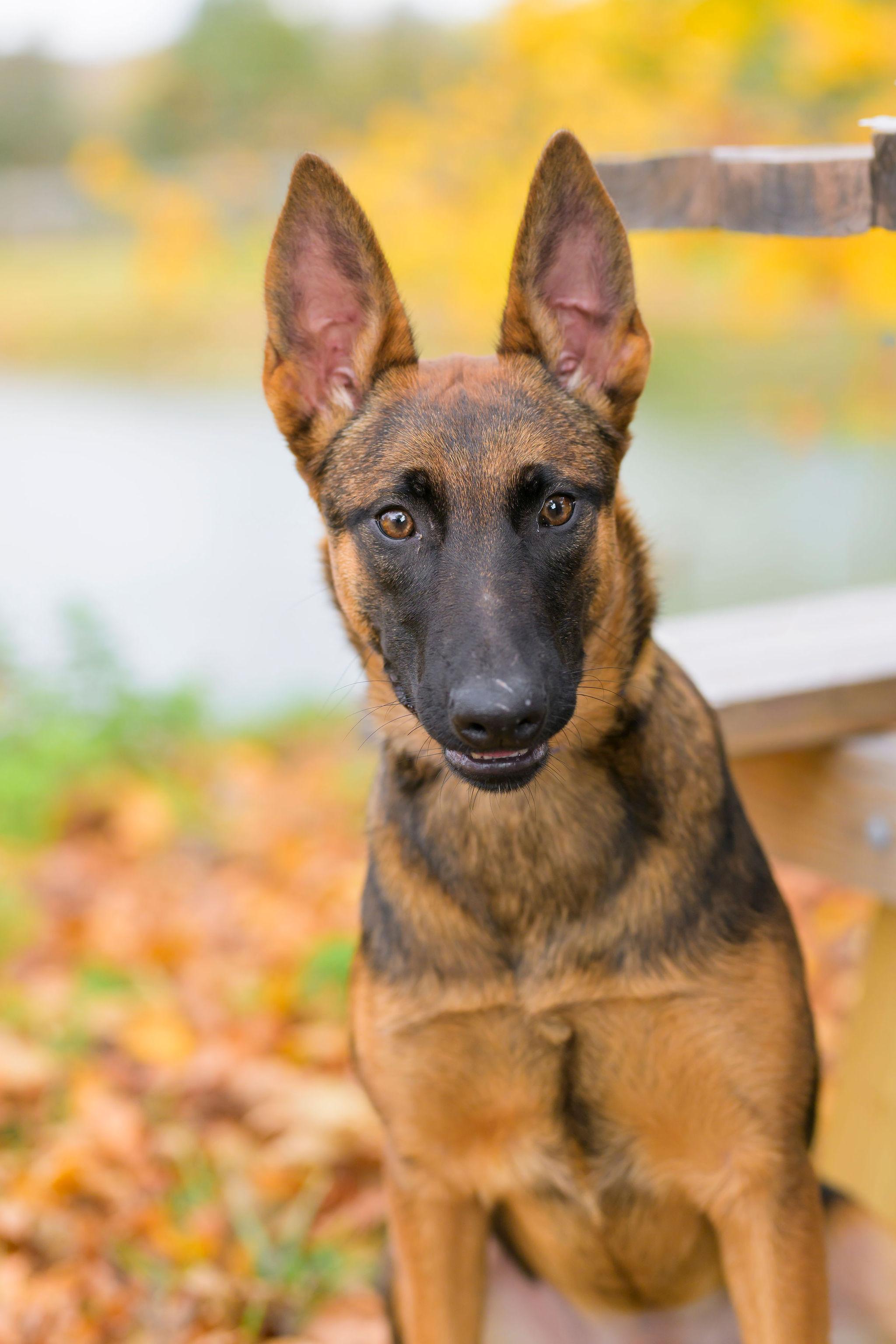 Mariner, a Adoptable Belgian Shepherd / Malinois in Ewing, NJ image 4/4