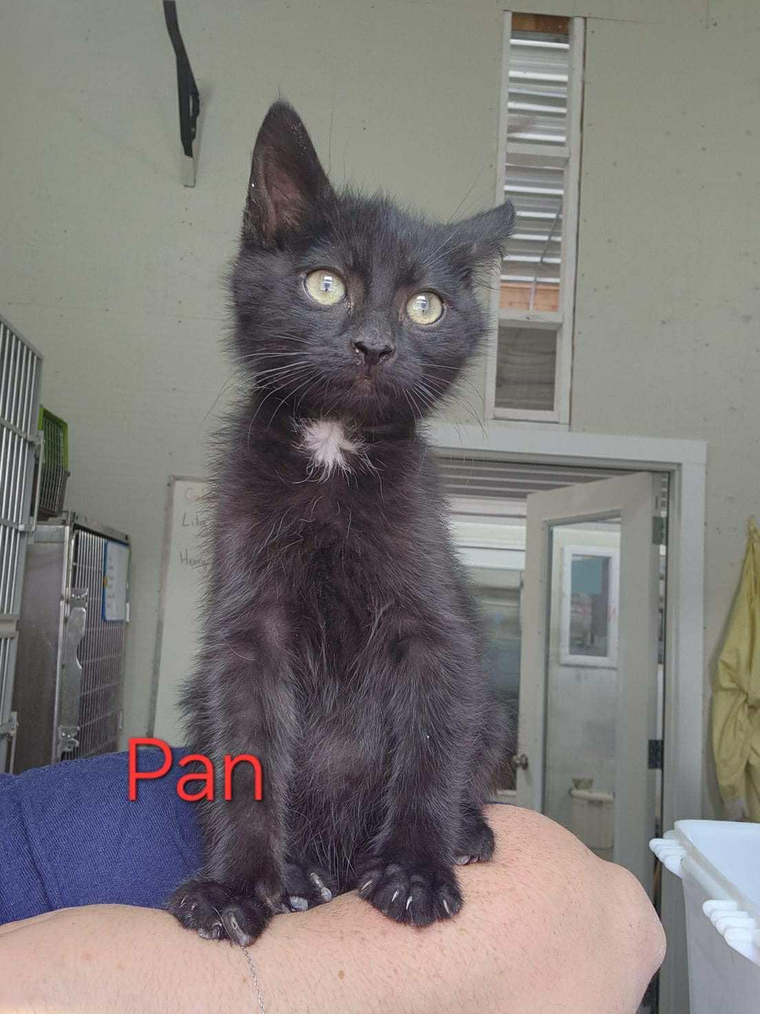 Enlarge Pan, a Adoptable mixed breed in Humboldt , SK image 1/1