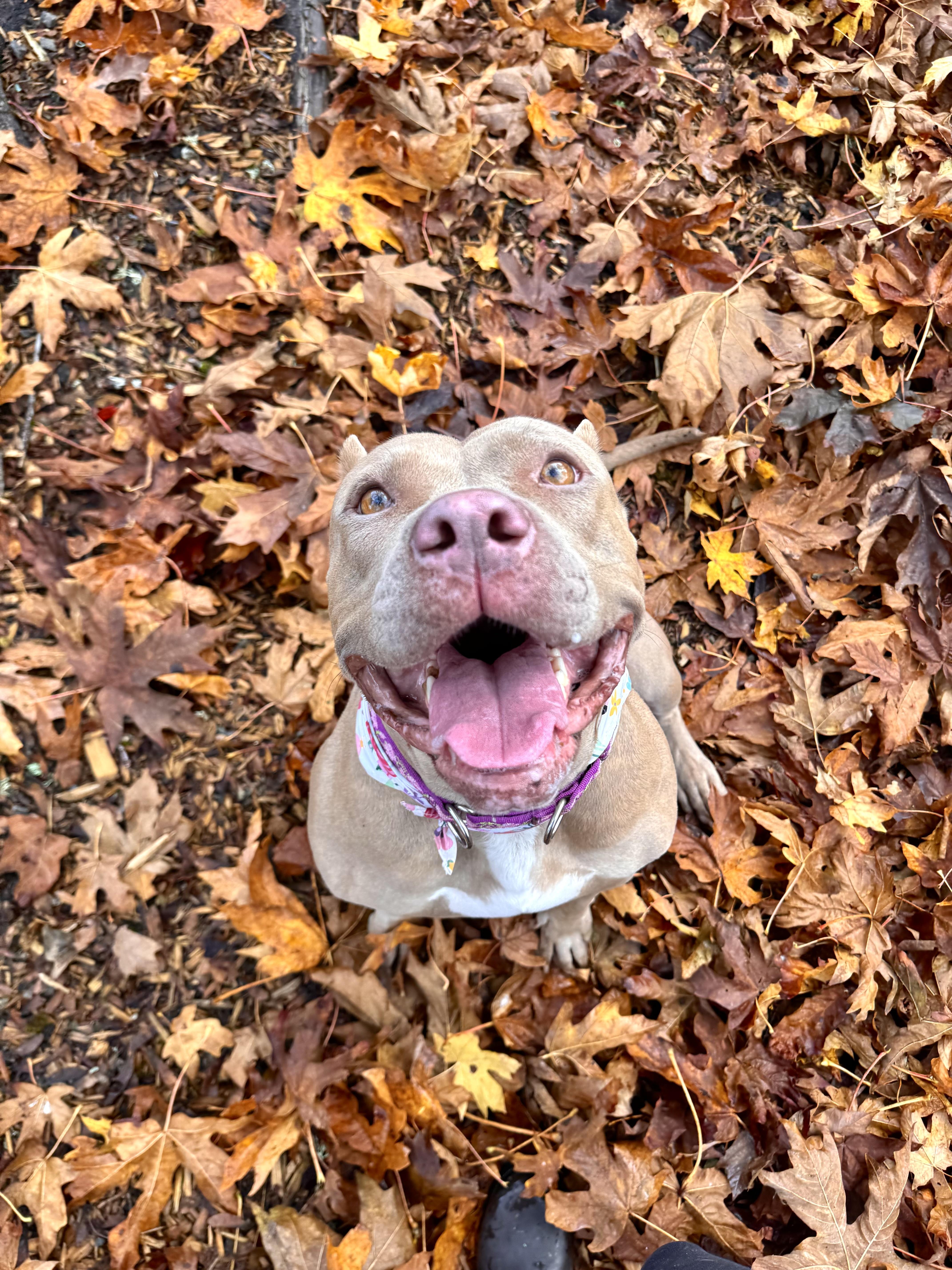 Enlarge Carmela , a Adoptable American Bully in Portland, OR image 1/6