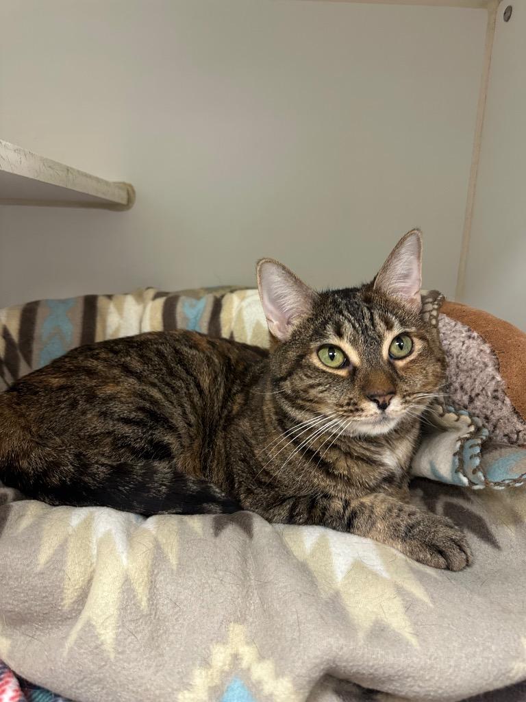 Blossom/Lizzi (Burton France), Adoptable, Adult Female Domestic Short Hair.