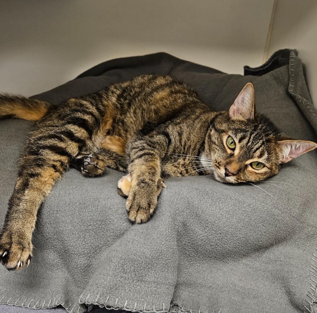 Blossom/Lizzi (Burton France), Adoptable, Adult Female Domestic Short Hair.