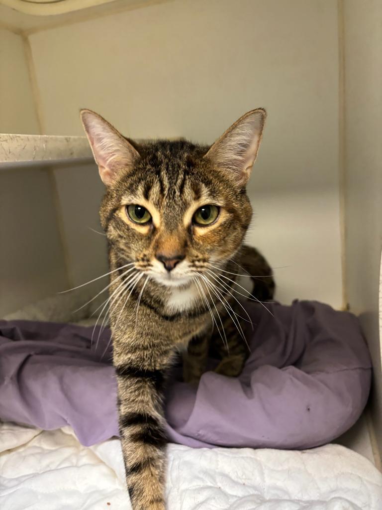 Enlarge Blossom/Lizzi (Burton France), a Adoptable mixed breed in Johnson City, TN image 2/2