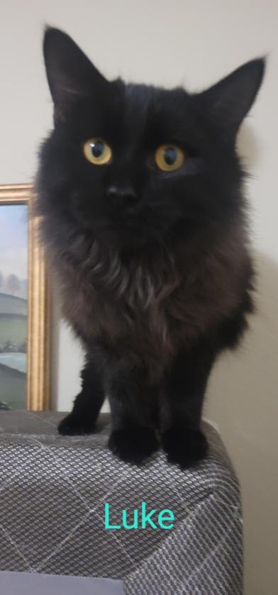 Enlarge Bella, a Adoptable Domestic Long Hair in Grand Junction, CO image 5/6