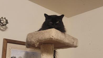 Enlarge Bella, a Adoptable Domestic Long Hair in Grand Junction, CO image 2/6