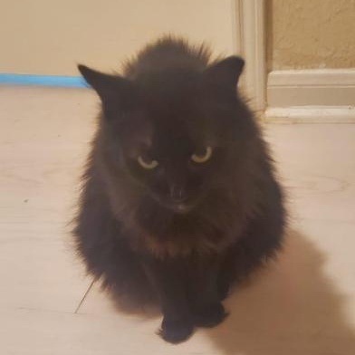 Bella, Adoptable, Adult Female Domestic Long Hair.