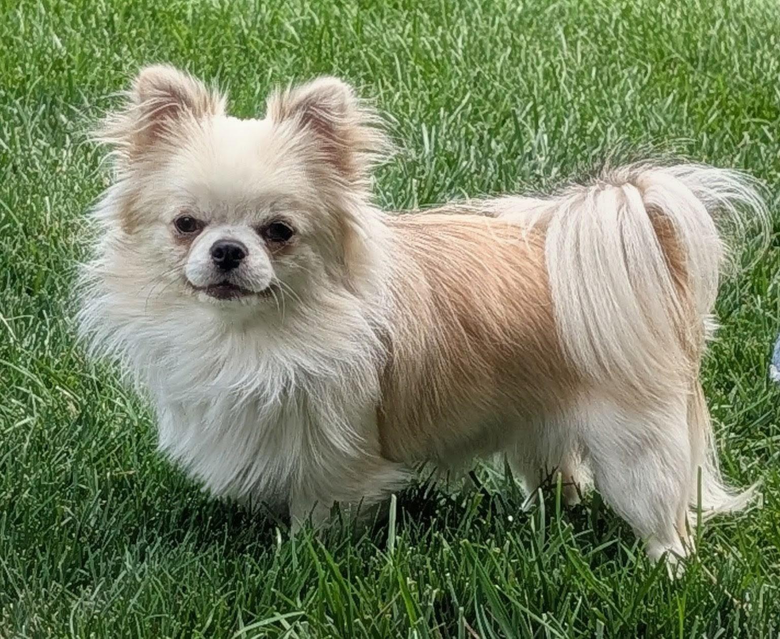 Stewie, ADOPTABLE, Adult Male Chihuahua.