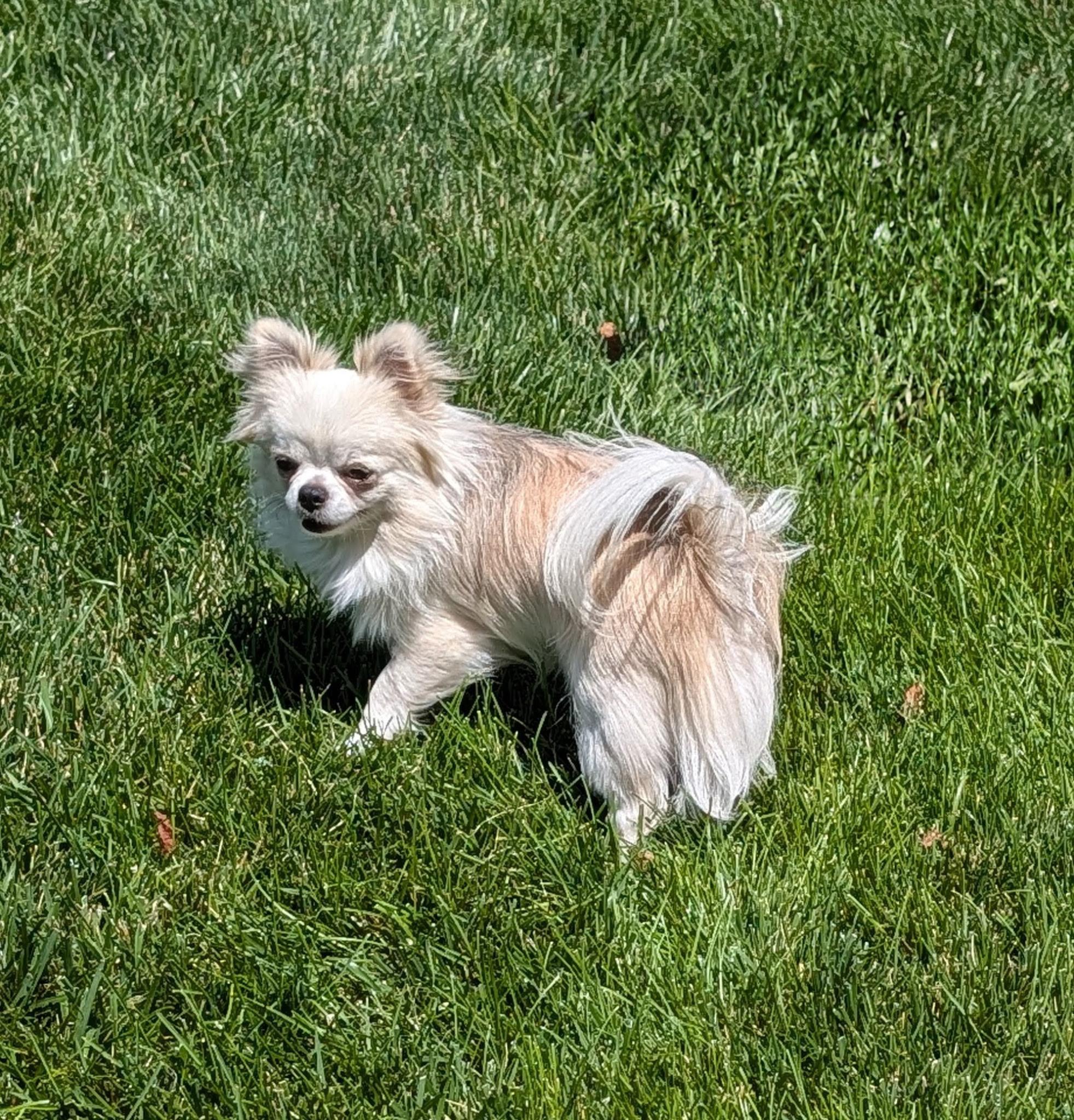 Enlarge Stewie, a ADOPTABLE Chihuahua in Overland Park, KS image 2/5