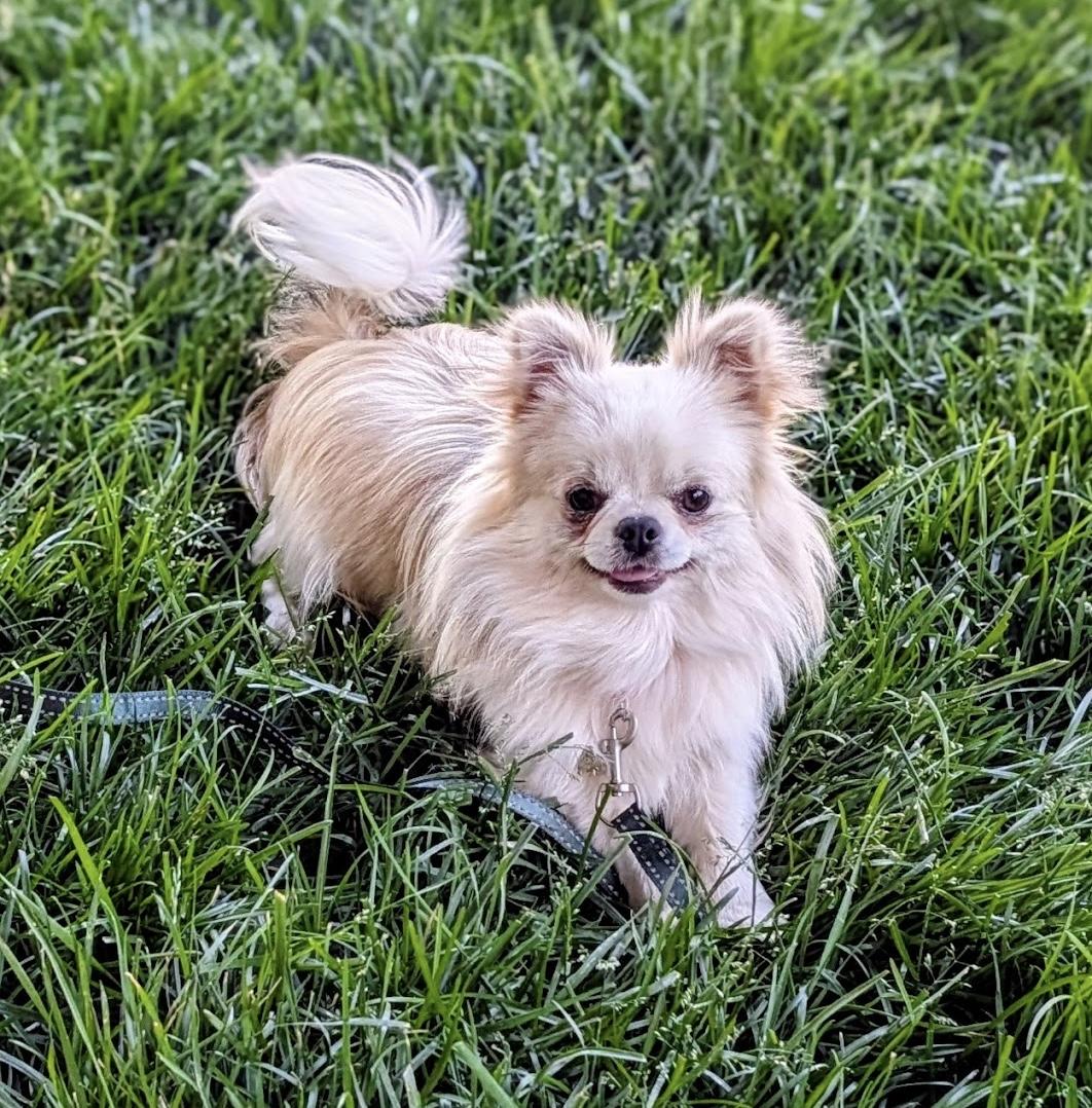 Stewie, ADOPTABLE, Adult Male Chihuahua.