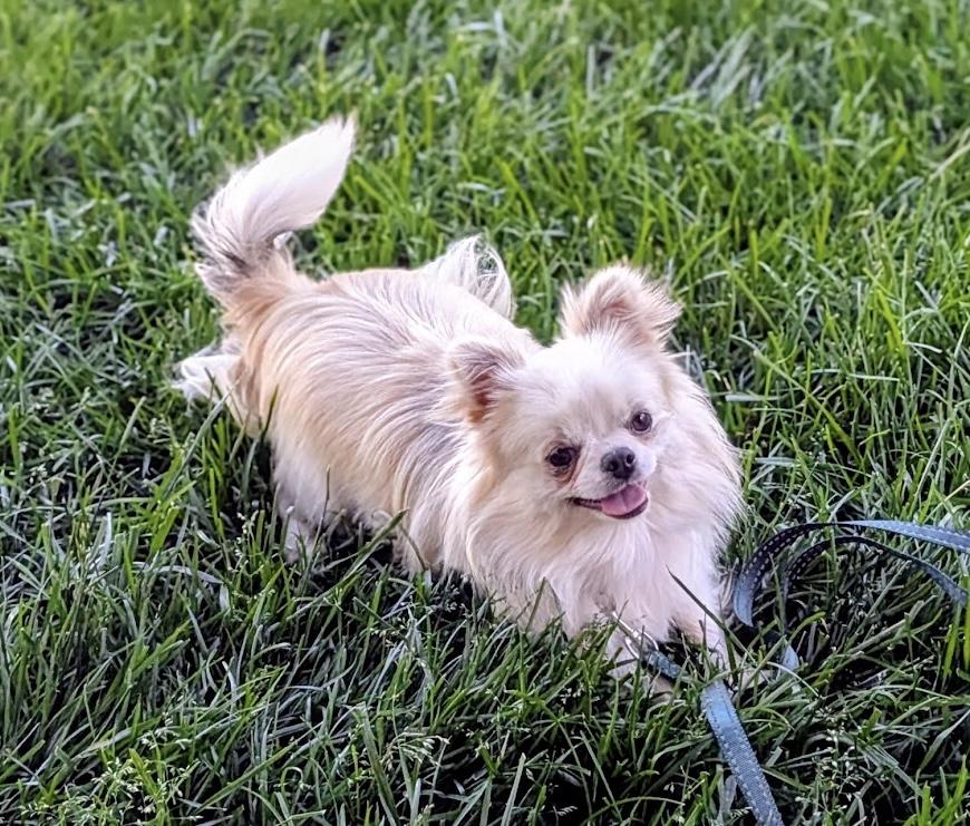 Enlarge Stewie, a ADOPTABLE Chihuahua in Overland Park, KS image 2/3