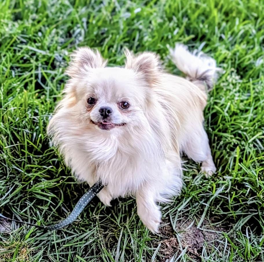 Enlarge Stewie, a ADOPTABLE Chihuahua in Overland Park, KS image 3/3