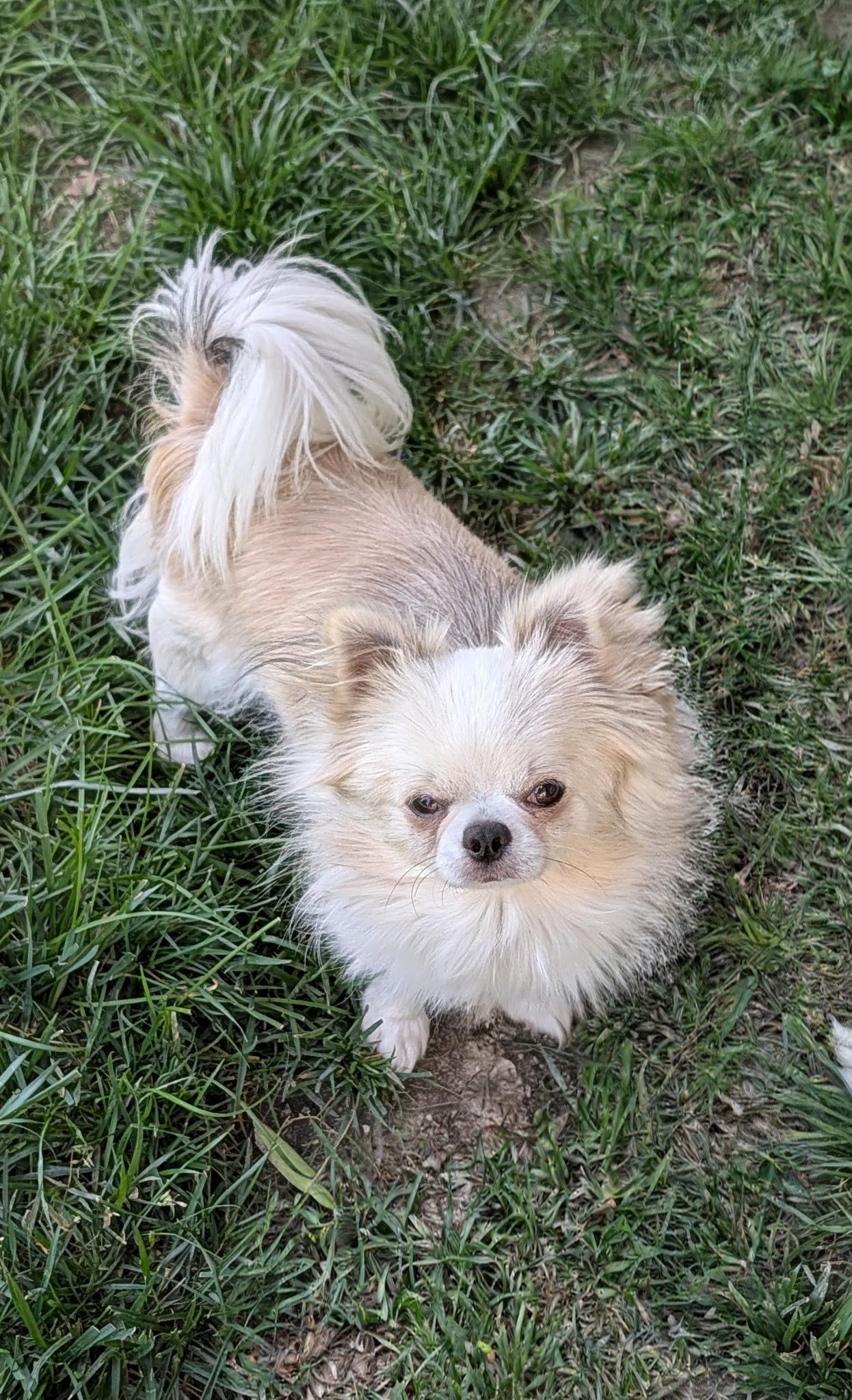 Stewie, ADOPTABLE, Adult Male Chihuahua.