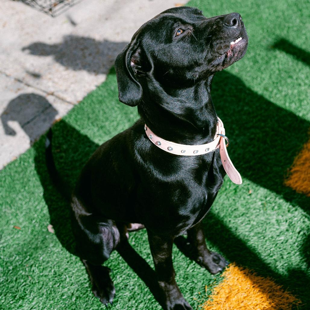 Kira — thumbnail 2