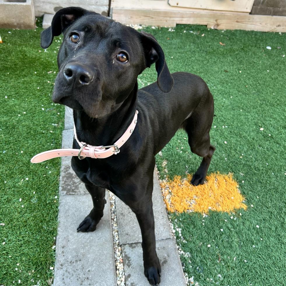 Kira — thumbnail 3