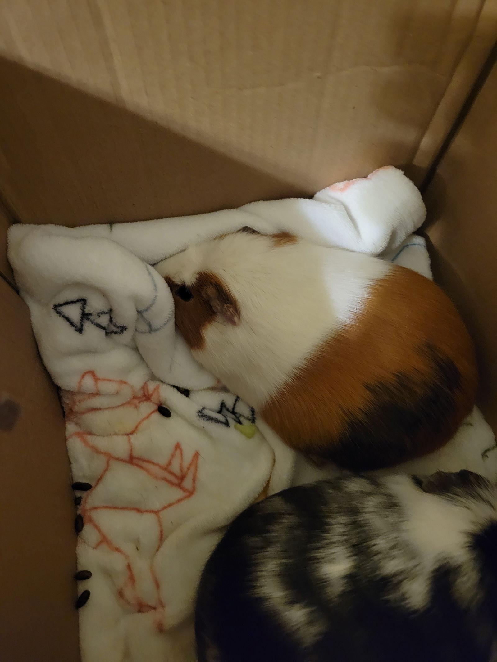 Enlarge Daisy Mae, a Adoptable Guinea Pig in Hartselle, AL image 1/1