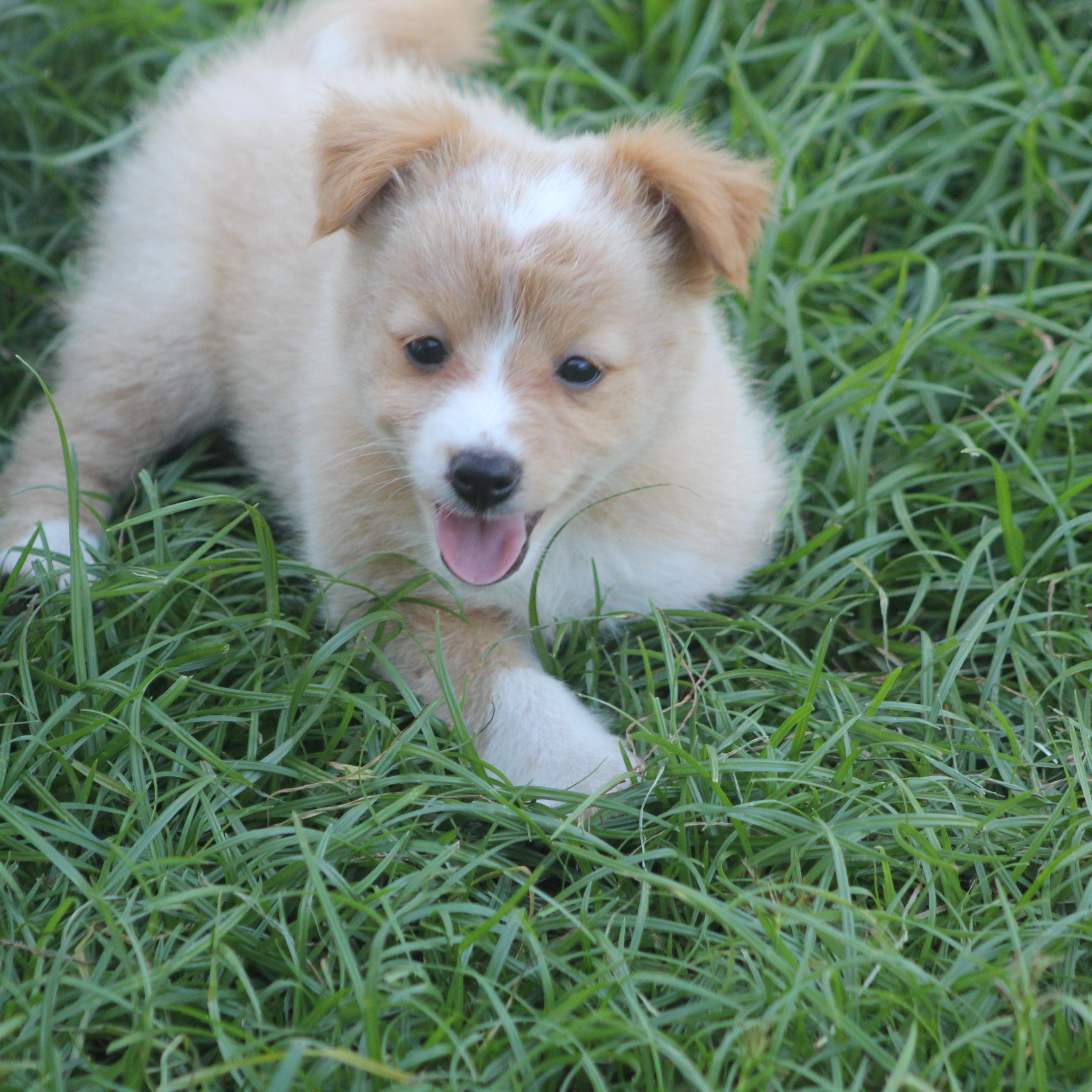 Elton, an adopted mixed breed in Orlando, FL image 2/5
