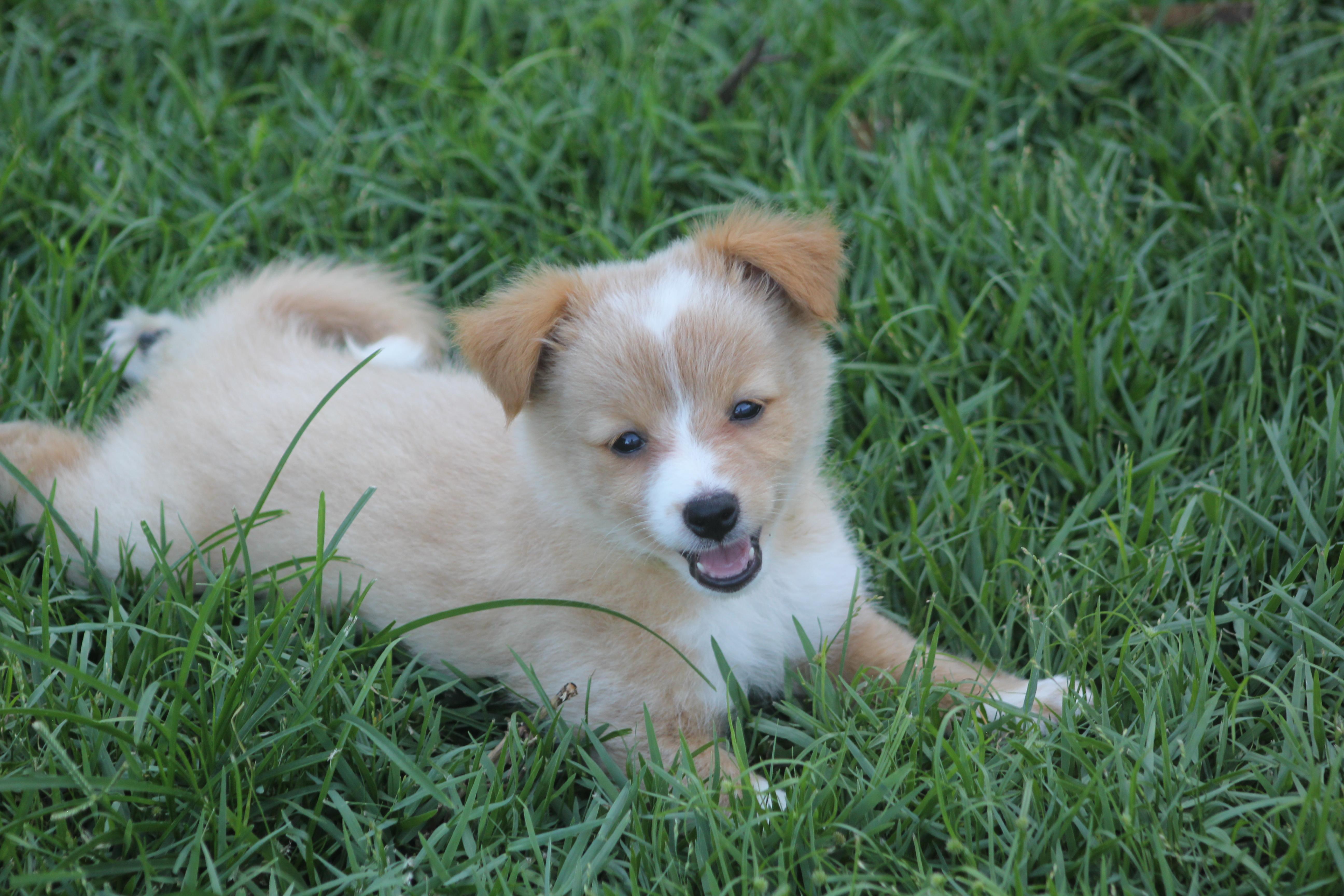 Elton, an adopted mixed breed in Orlando, FL image 1/5