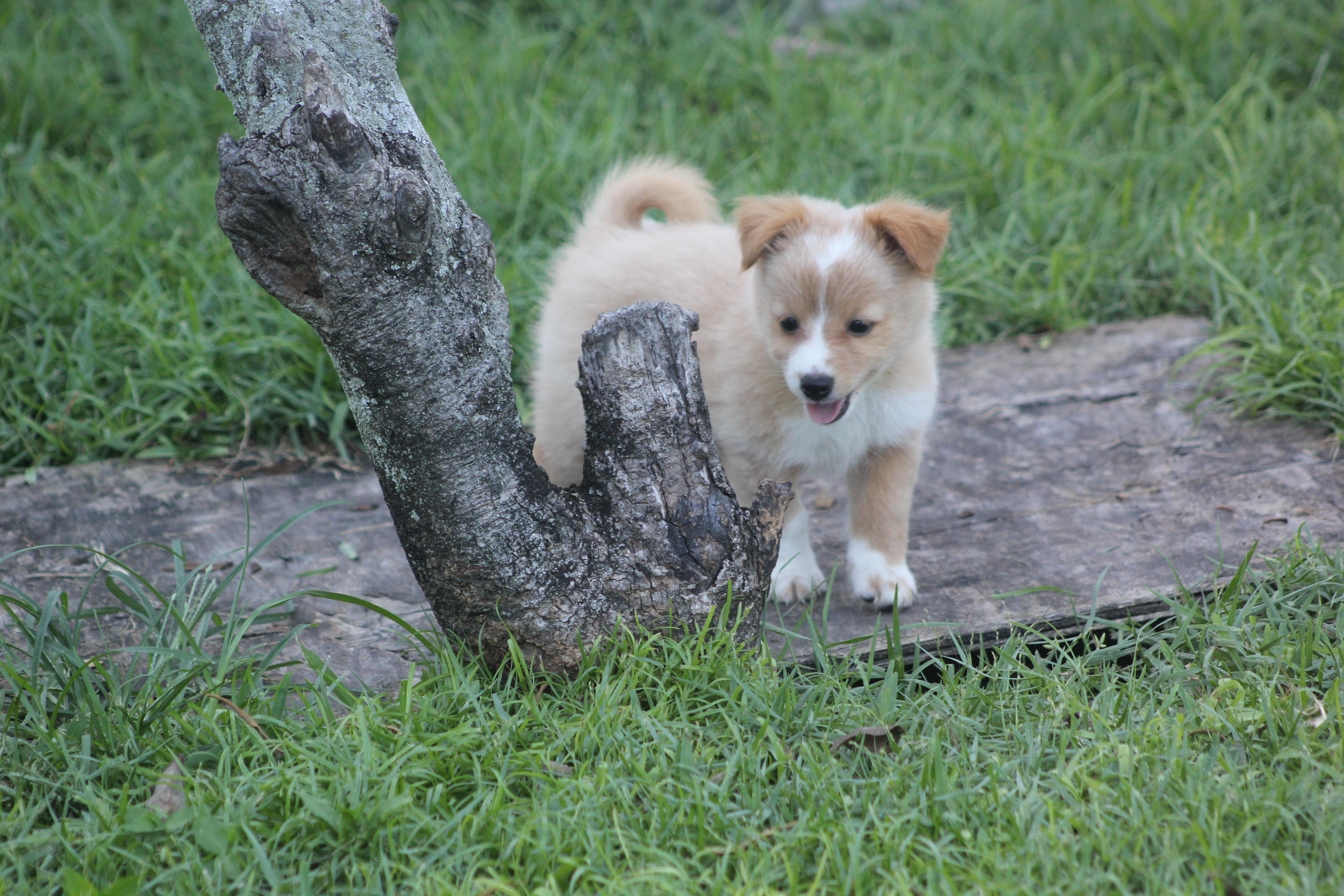 Elton, an adopted mixed breed in Orlando, FL image 4/5