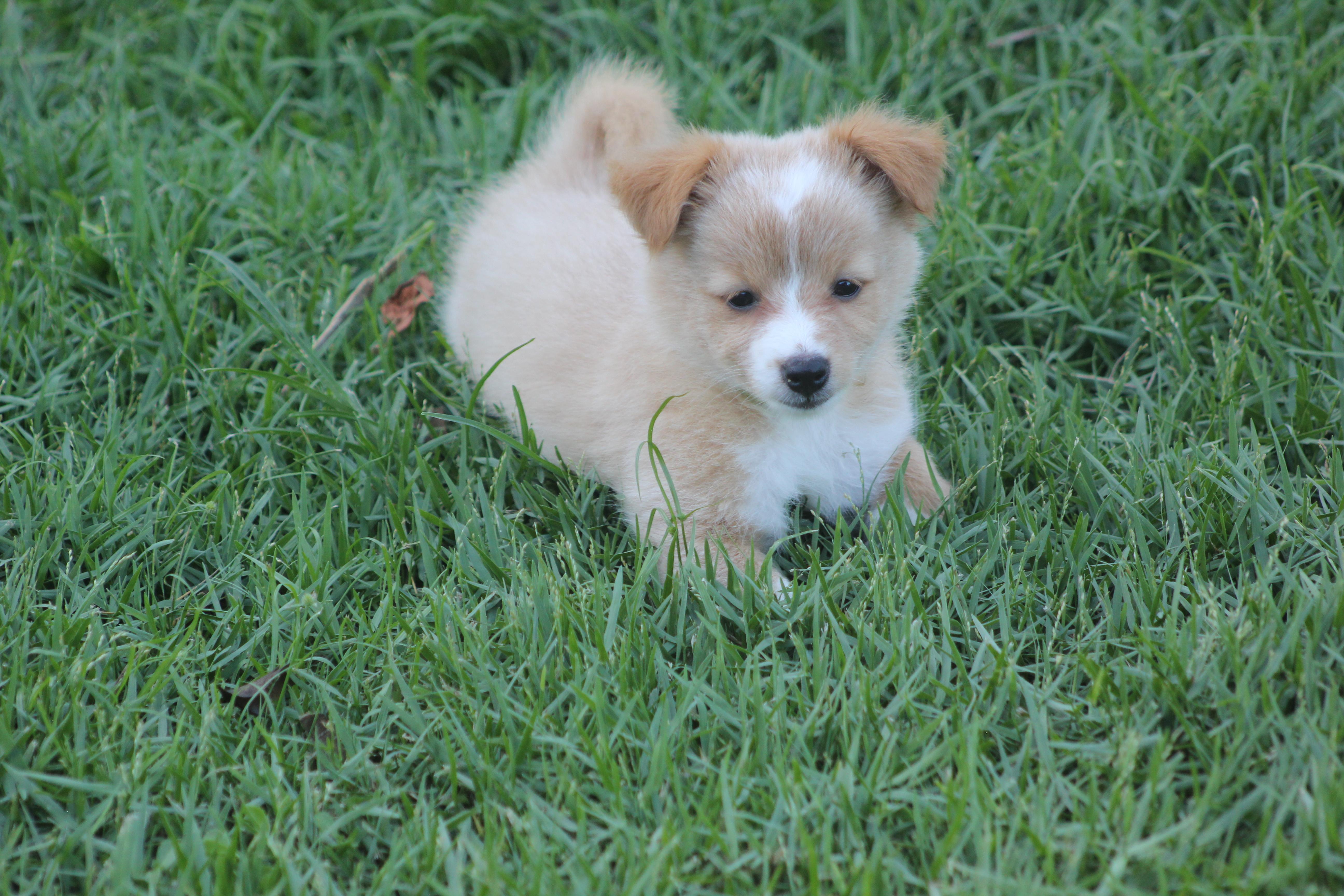 Elton, an adopted mixed breed in Orlando, FL image 5/5