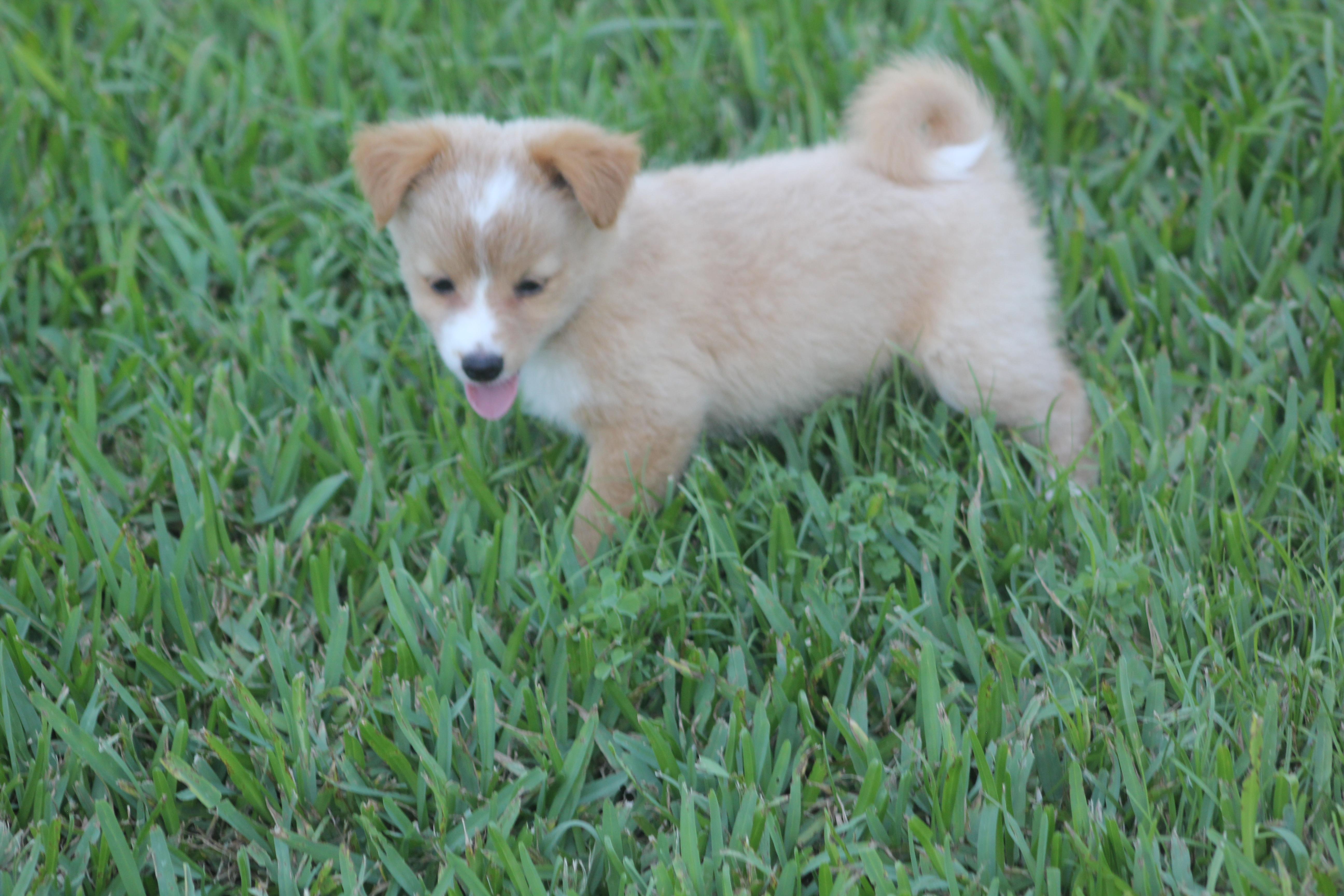 Elton, an adopted mixed breed in Orlando, FL image 3/5