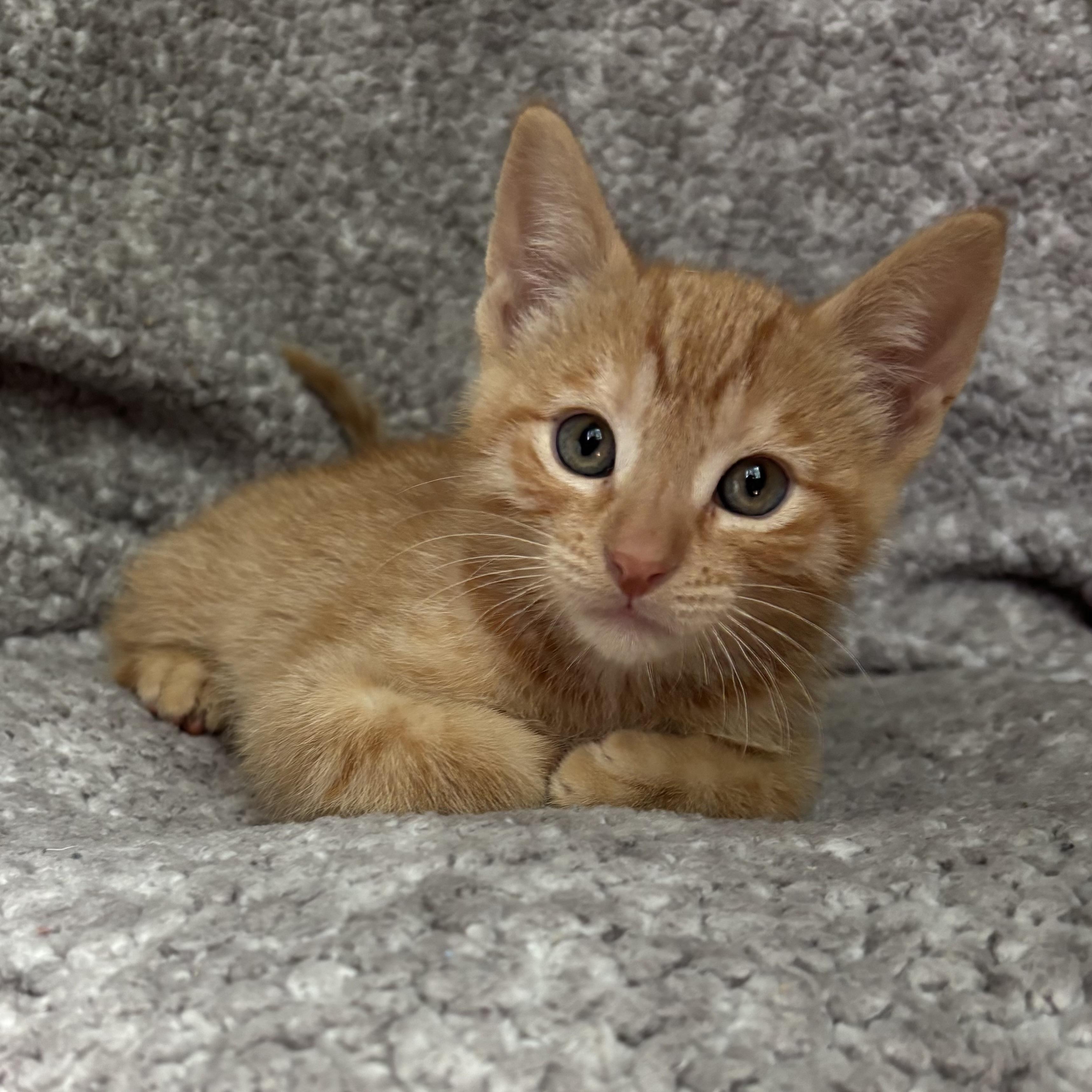 Leon, an adopted Domestic Short Hair in Monroe, WA image 6/6