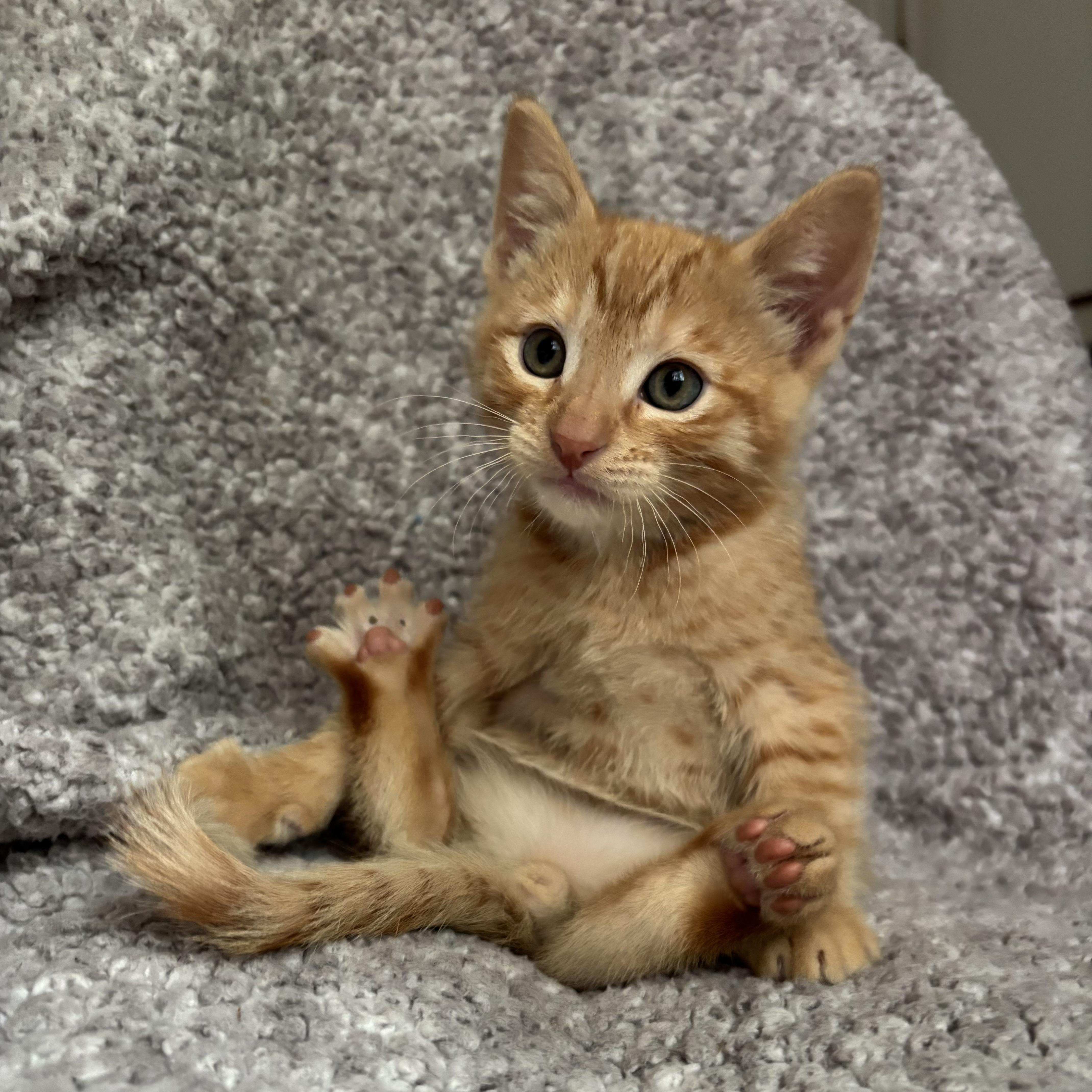 Leon, an adopted Domestic Short Hair in Monroe, WA image 5/6