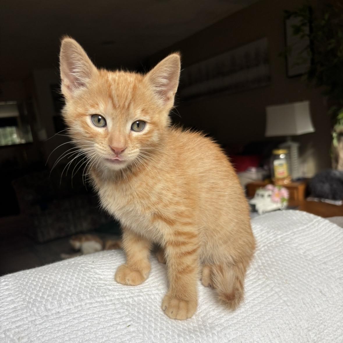 Leon, an adopted Domestic Short Hair in Monroe, WA image 3/6