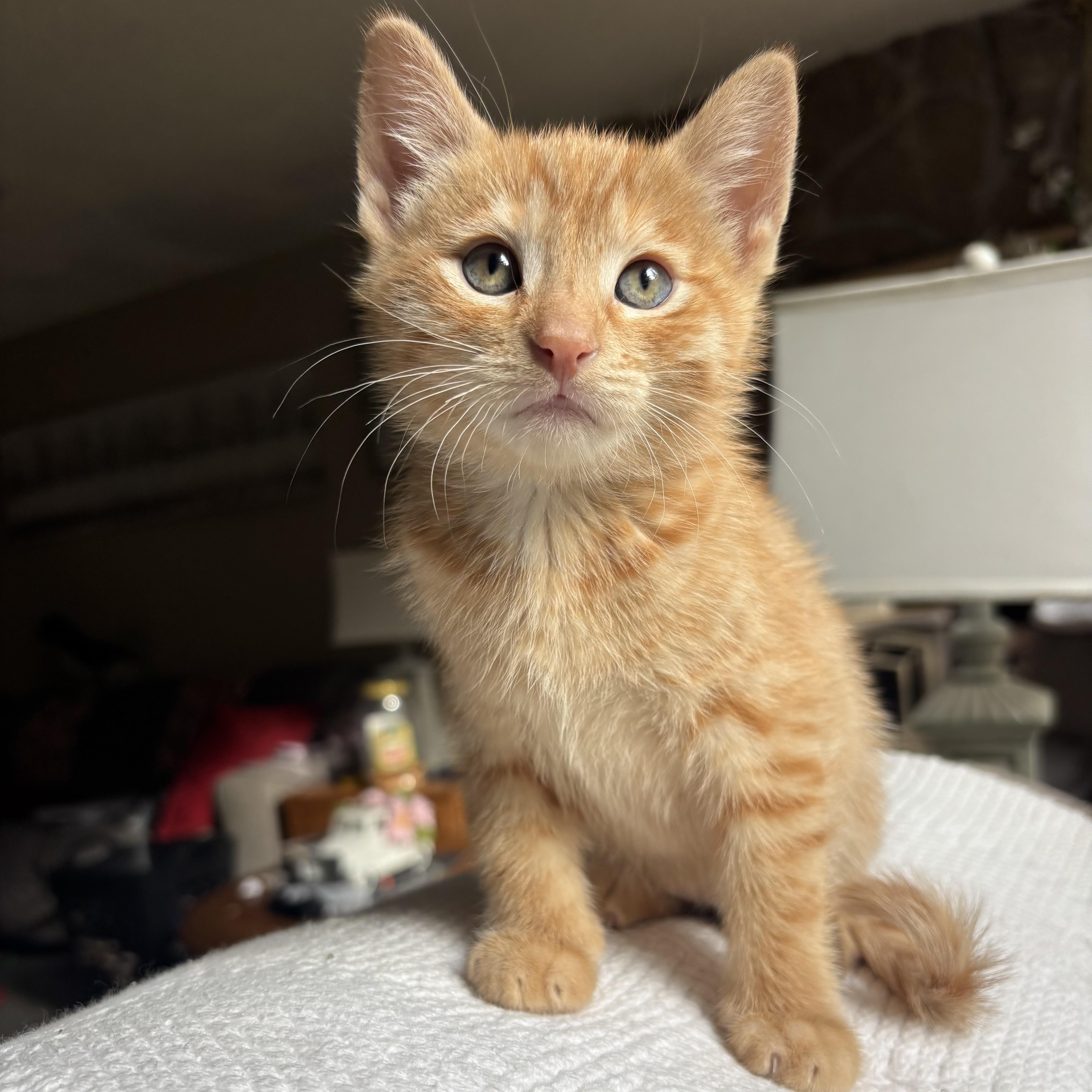 Leon, an adopted Domestic Short Hair in Monroe, WA image 1/6