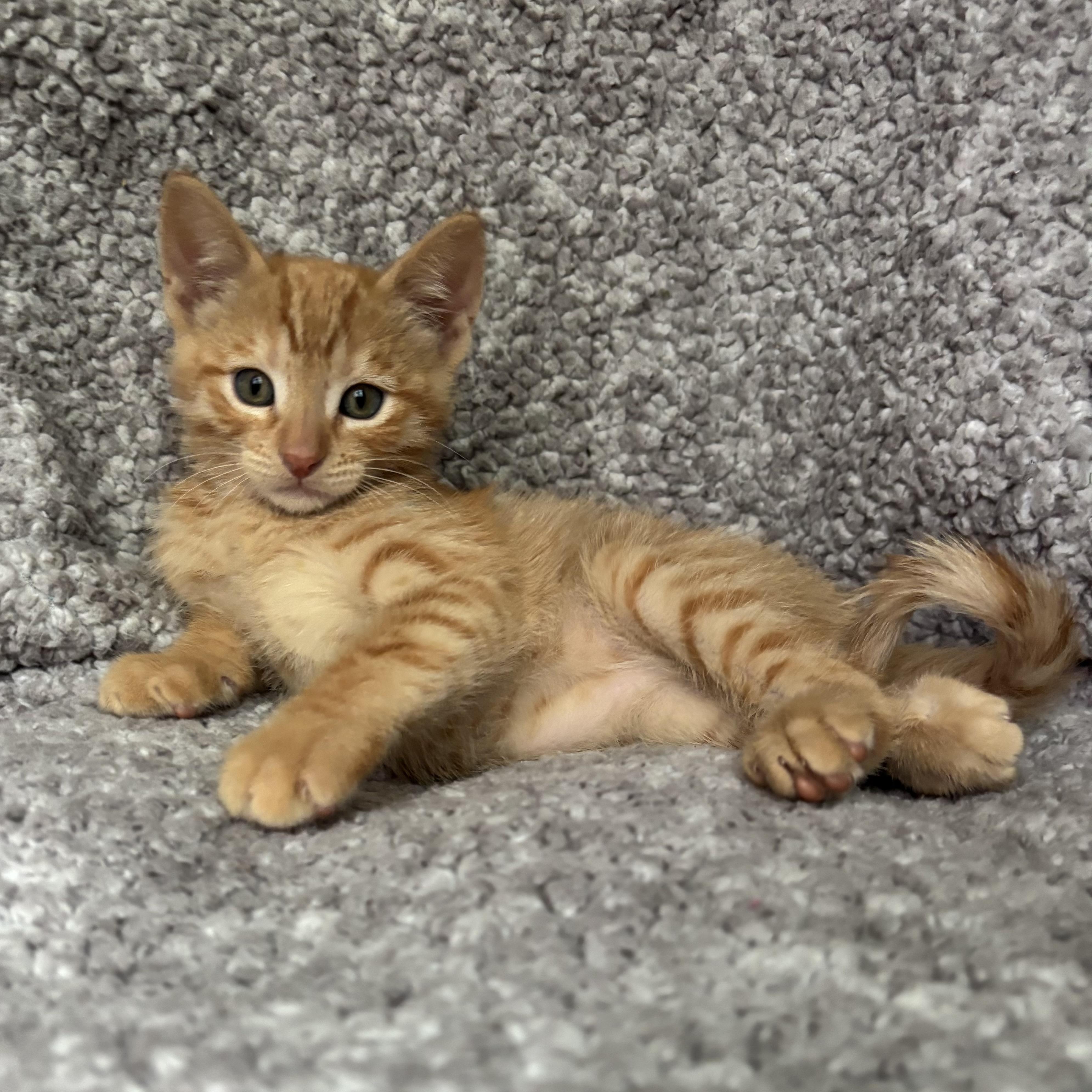 Leon, an adopted Domestic Short Hair in Monroe, WA image 4/6
