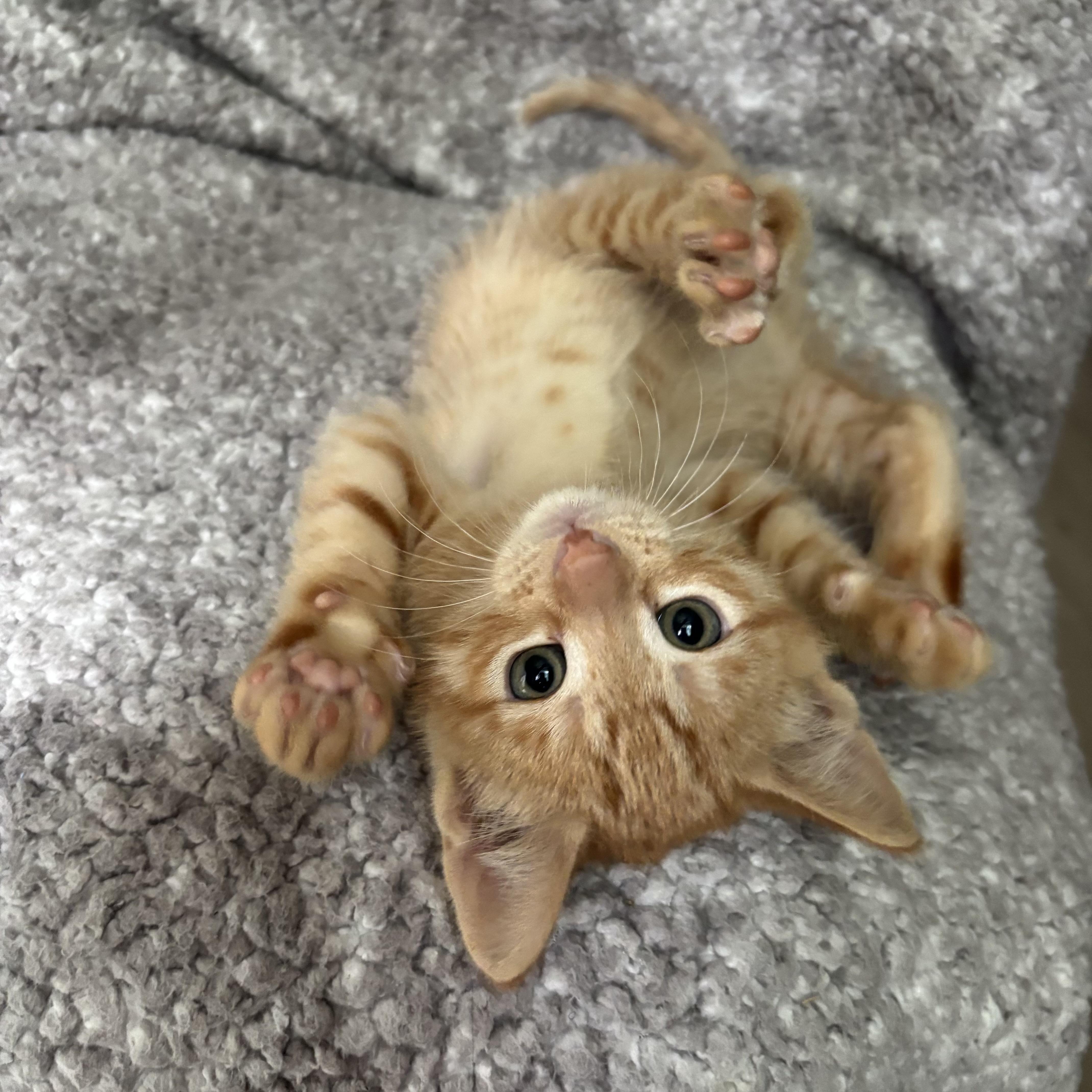 Leon, an adopted Domestic Short Hair in Monroe, WA image 2/6