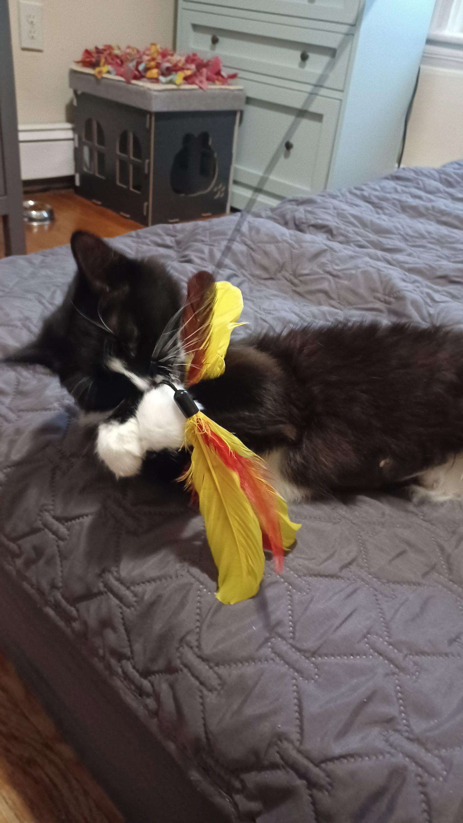 Minka, Adopted, Young Female Domestic Medium Hair.