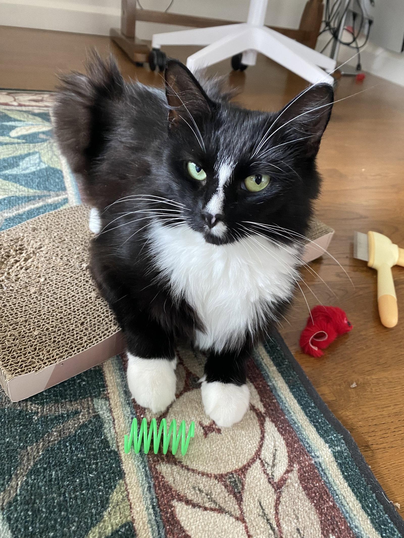 Enlarge Minka, a Adopted Domestic Medium Hair in Somerville, MA image 2/3