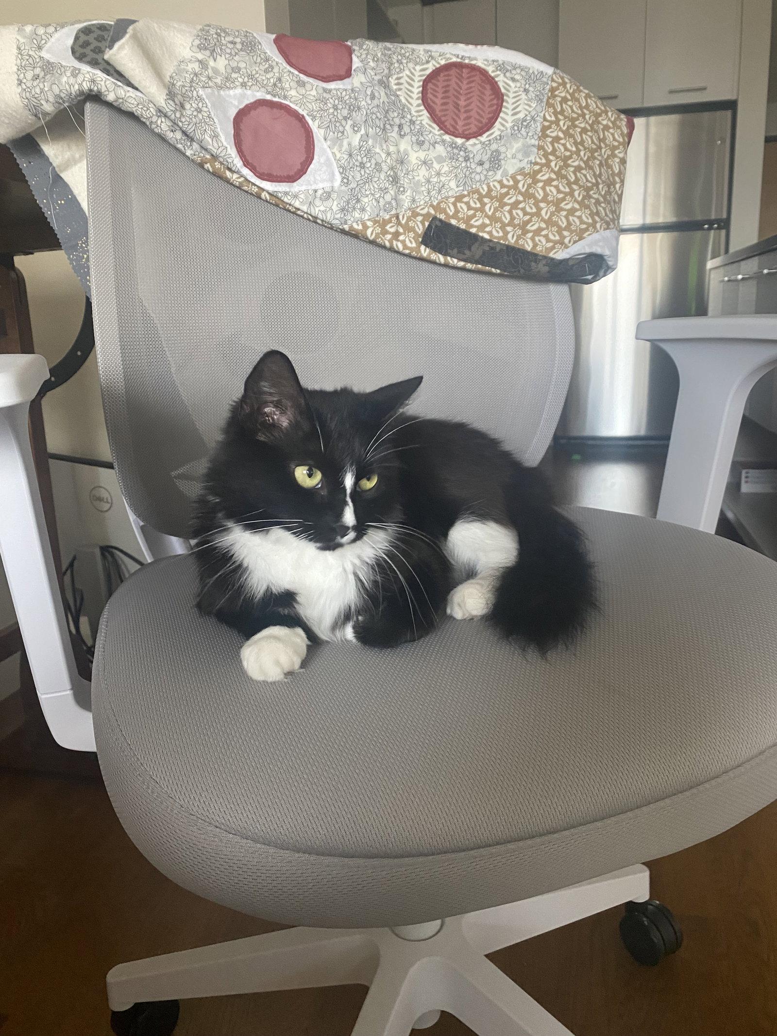 Enlarge Minka, a Adopted Domestic Medium Hair in Somerville, MA image 3/3