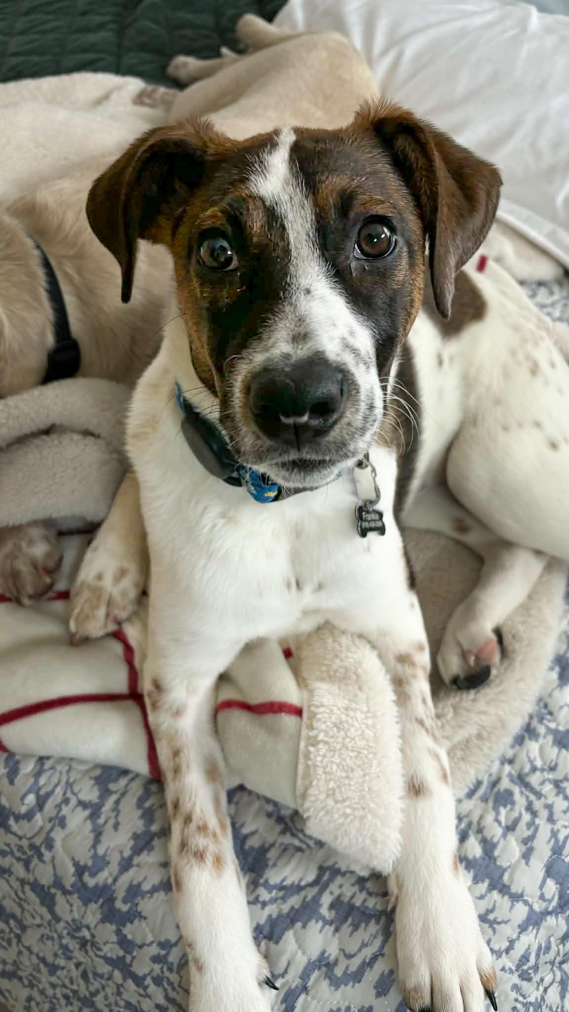 Paloma, a Adoptable mixed breed in Argyle, NY image 1/6