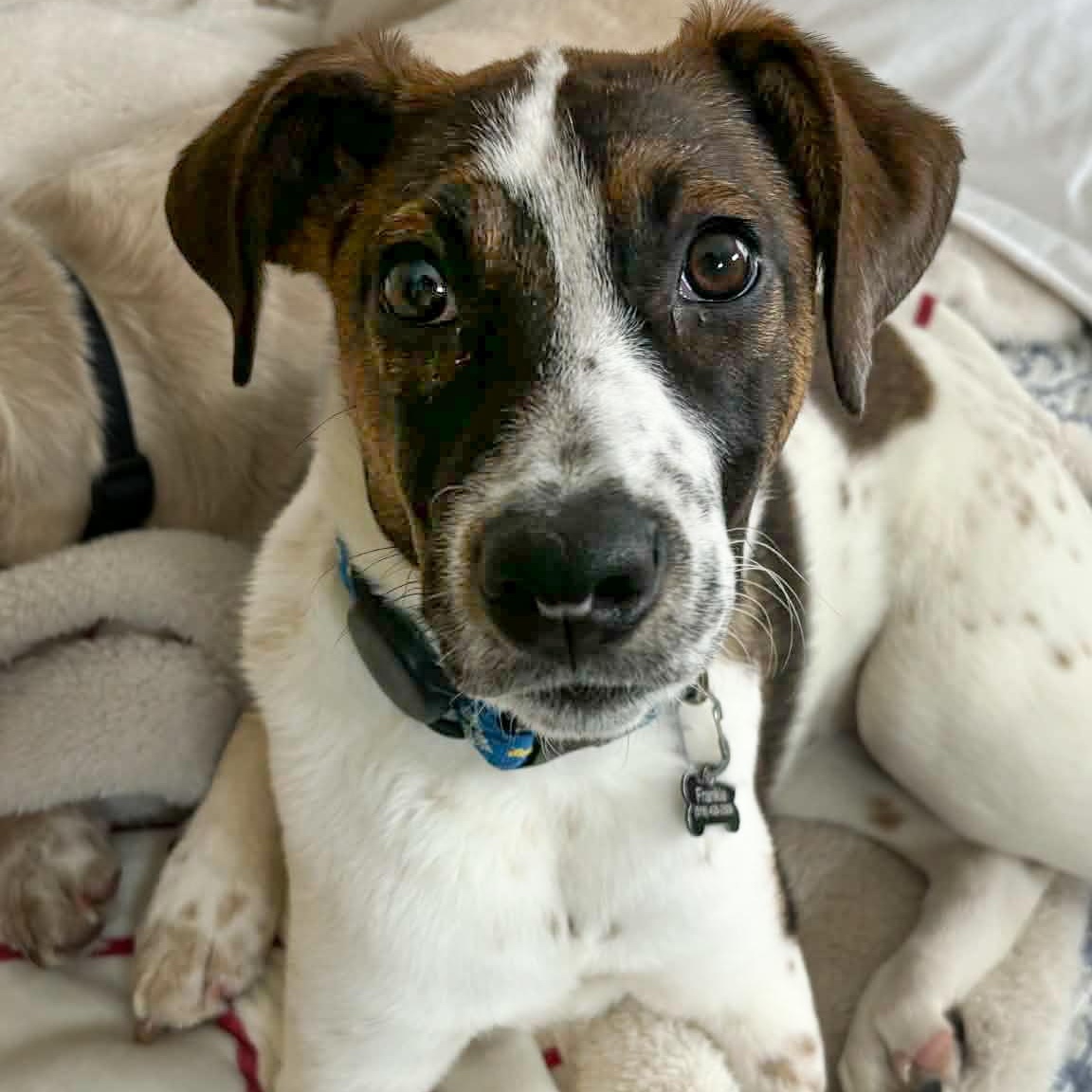 Enlarge Paloma, a Adoptable mixed breed in Argyle, NY image 3/6